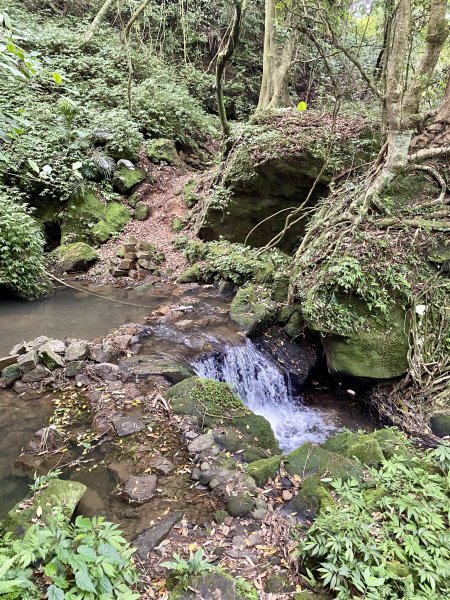 《陽明山的山林片刻｜沿著青春嶺路走向山野的綠意》2939242
