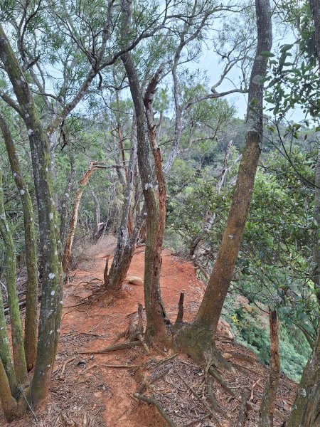 飛龍步道(崇聖亭起登)202401222696333