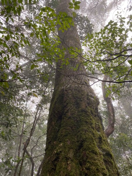水社大山水晶蘭大爆發881618
