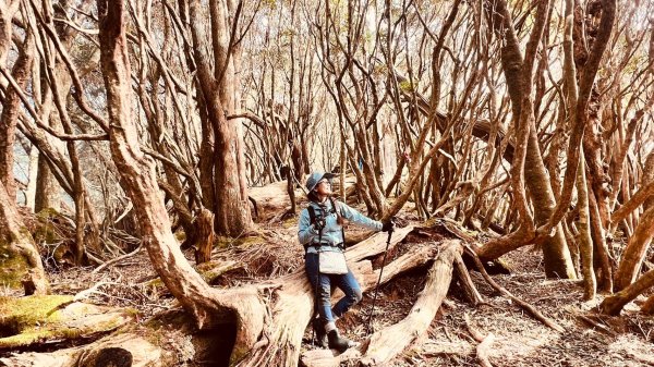 🌈12/18（三）魔法森林-塔曼山~網美打卡-巴陵鐵塔🌈2671879