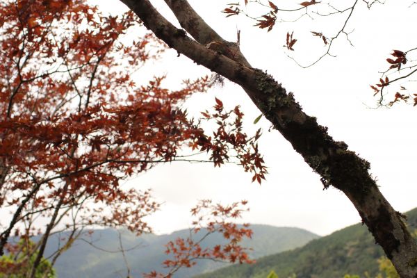 太平山檜木原始林步道183093