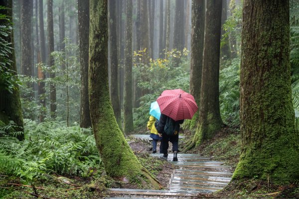 東眼山雨中尋幽2975350
