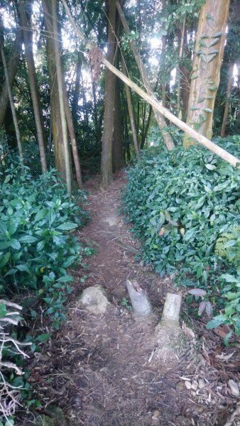 金柑樹山、金柑樹山西北峰、嶺頭山東峰、嶺頭山4山連走1606916