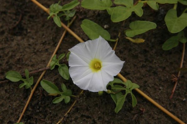 【植物】重建曾文溪口棲地 把厚葉牽牛種回來