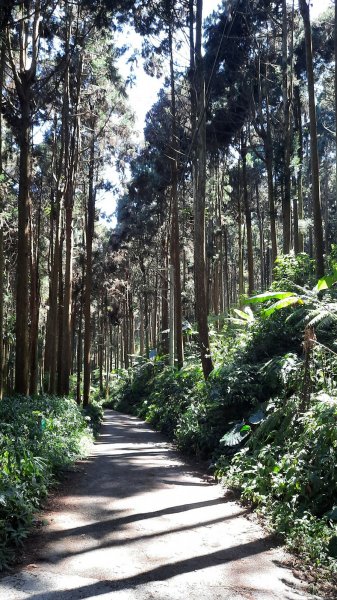 《南投》竹林台灣杉｜溪頭山竹崙山志騰山O繞202302182035889