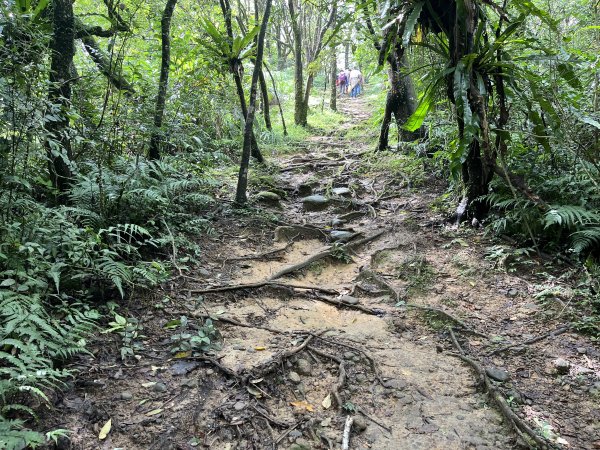 [微笑山線_第十二段] 2025_0803 五分山系_嶺腳寮山2851329