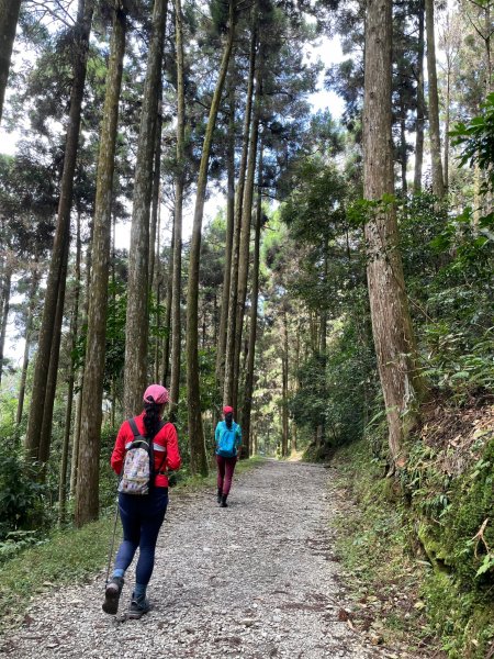 2度強渡關山未竟之藤枝國家森林遊樂區 多納部落 新威森林公園輕鬆走1880493