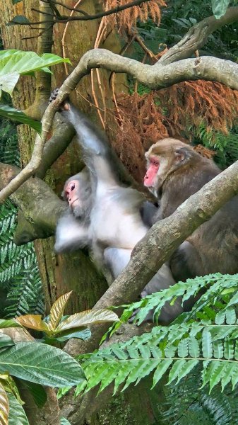 20251011七股山-七股山東北稜-七股山北峰-七股山東北峰-下七股西南-下七股-下七股東北-下七2910571