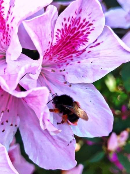 血籐大亂鬥3015534