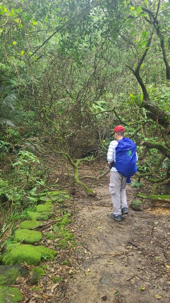 2025-01232淡蘭古道北二段(燦光寮古道到澳底)2696615