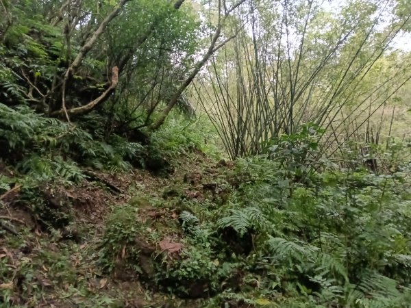 雙溪區彎穹平林山+平湖東步道+紙坑古道(億山煤礦)+紙坑山出平水聚落O型2965792