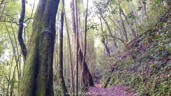 《雲林》望好望角｜石壁山嘉南雲峰步道(中側登山口）202506072805362