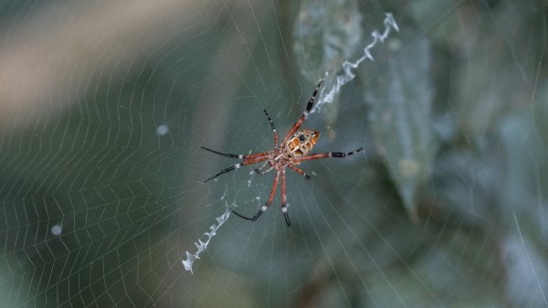 微笑山線 筆架連峰段段｜健行筆記尋寶任務2824777