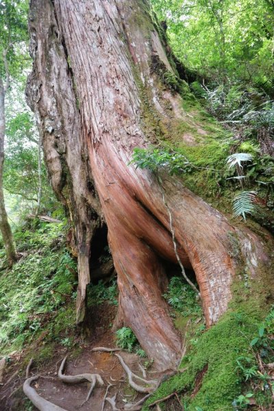 〔桃園復興〕拉拉山巨木，史詩級魔幻森林，75公頃紅檜 扁柏森林浴2237079