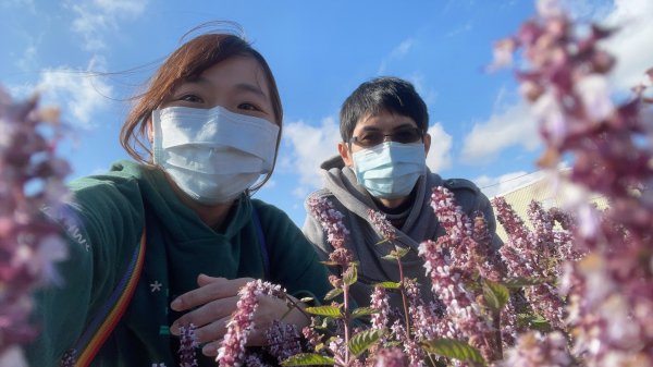 【桃園】紫爆來襲！戀戀仙草花1541381