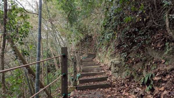 後尖山步道3008299