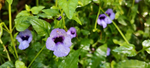 2025/08/30_華山山豬湖步道2876433