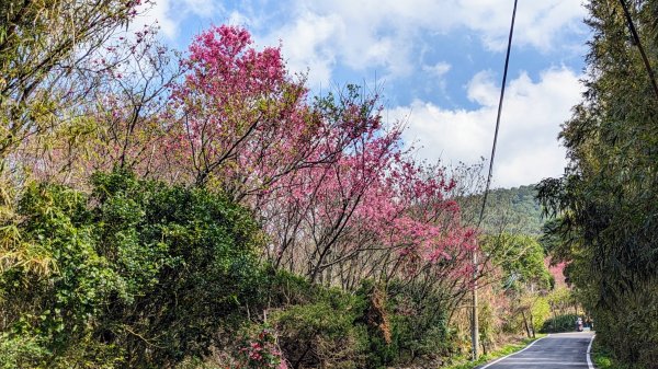 天元宮,楓樹湖,北新庄,淡水老街2430322