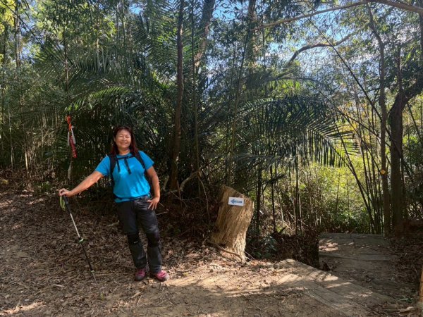 苗栗出磺坑古道、銅纙坑菊2951582