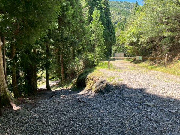 新竹 五峰 觀霧國家森林遊樂區 大鹿林道西線 榛山步道2811380