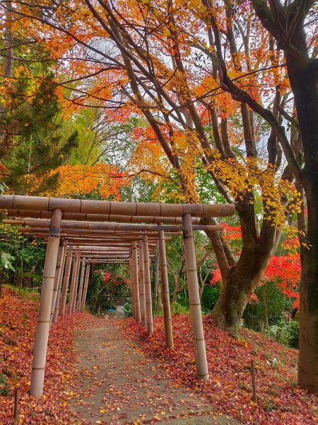 【海外健行】伏見稻荷-後山路竹乃下道上山頂一之峯 - 前山路千鳥居二之峯-荒木神1942879