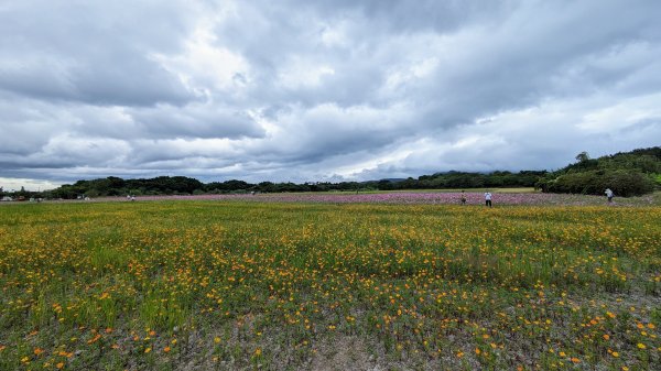 關渡花海,大龍峒孔廟,保安宮,迪化街2345361