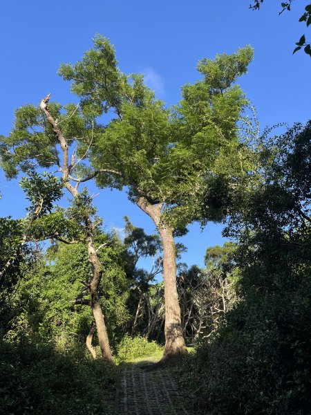 [屏步青雲 尋寶任務-07/10] 2024_1006 社頂自然公園步道2616874