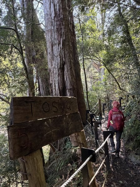 鎮西堡巨木步道B區全段+A區部分3008510