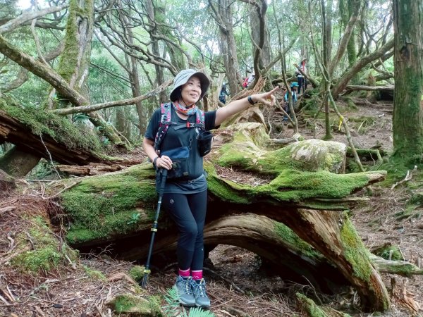 魔幻森林-塔曼山-202508102866570