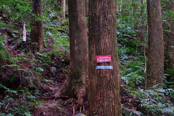 新竹關西鎮 水田林道之貴妃&那結山連走1539714