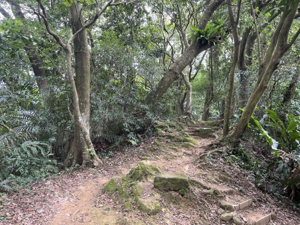 [微笑山線_第一段] 2025_0720 大棟山系_青龍嶺2843486