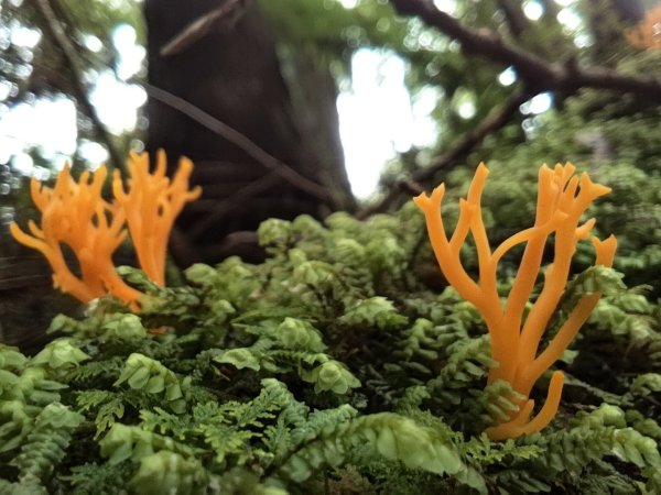 2025/7/12、7/13 西巒大山2839186