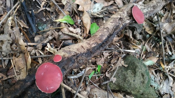 ✅糞箕湖古道回修擴徑.糞箕谷/串接完成 (溝渠遺址出土.糞箕湖雙線谷道貫通.全段新徑開通)2579832