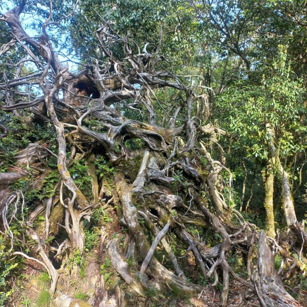 塔魔巴魔塔2698670