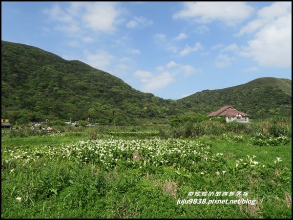 竹子湖海芋季314793