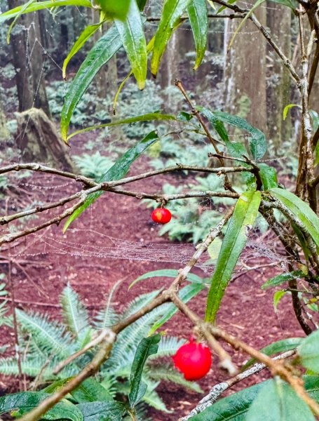 清泉 雪霸農場 野馬瞰山2925945