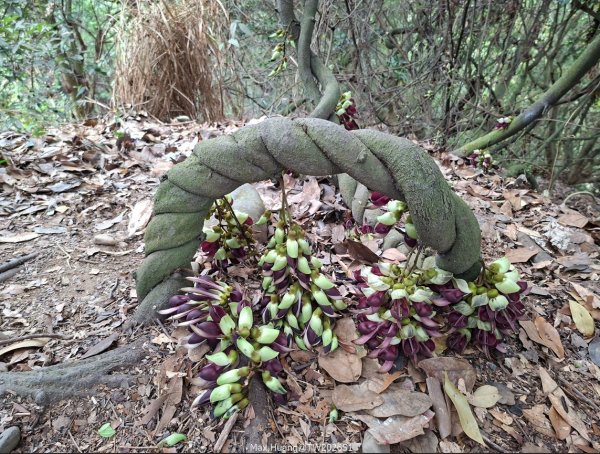 《南投》幸運之花｜草尾嶺步道賞血藤花