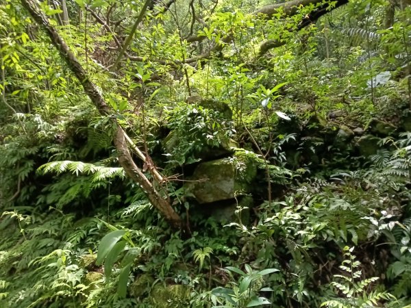 基隆市荖寮坑古道+十分古道(暖東舊道)+頂子寮山(嶺頭土地公)P字走2821505