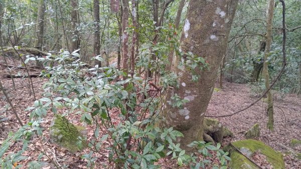 雪見遊戲區盡尾山二本松山2702674