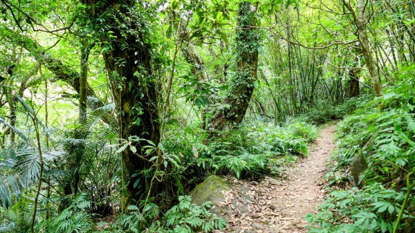 番王厝,番婆厝,王子厝,公主厝2827603