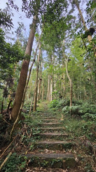 【四大天王山O型縱走未竟之旅：封山中的靜謐與省思】解鎖嘉義竹崎四大天王山、知鳥山。2929886