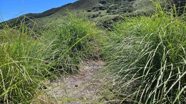 20250917七星山北北峰上北峰-主峰-南峰-摘星峰+紗帽山南峰2889393