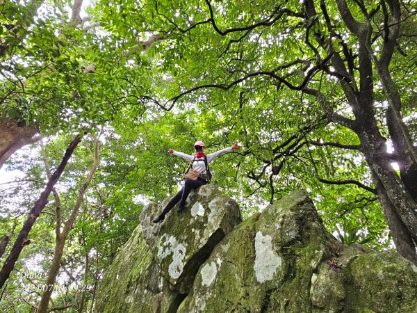 林相優美的油羅山，細數蟬鳴鳥叫2546797