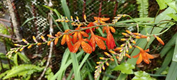 2025/05/25_茶園坪山2796578