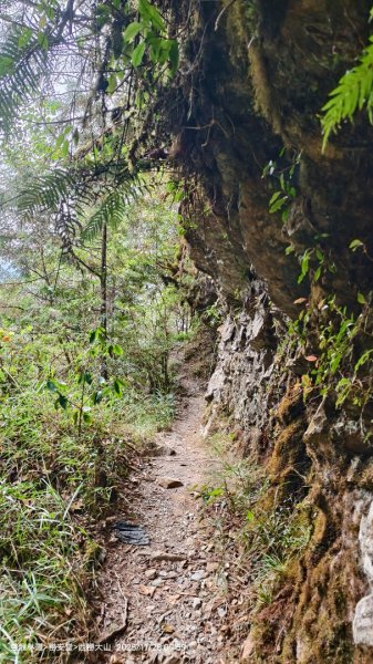 114.11.28-29 雙龍林道~巒安堂~西巒大山2954863