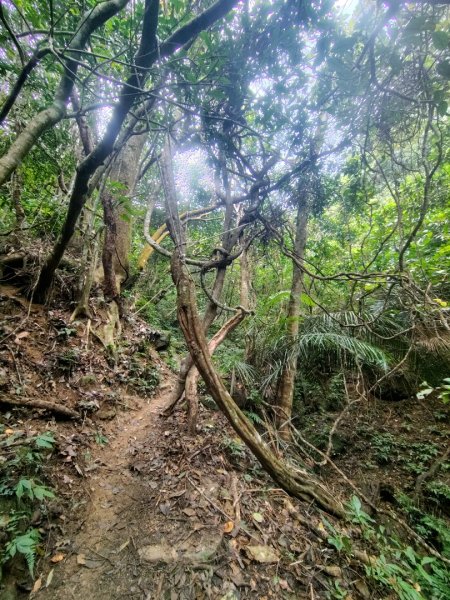 鳳鳴古道 鳳鳴山 南隘勇（南長城）古道 三湖山 八達嶺（龍骨）古道 綠色古道 延平古道2975333