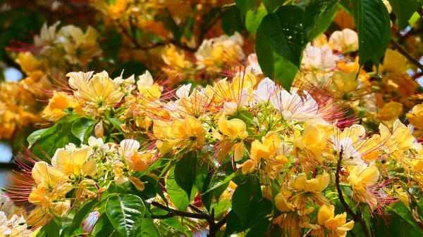 加羅林魚木,松菸文創園區3038148