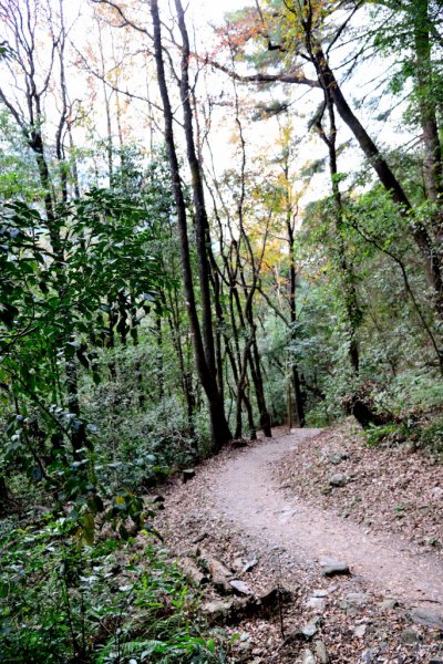 奧萬大國家森林遊樂區步道群545597