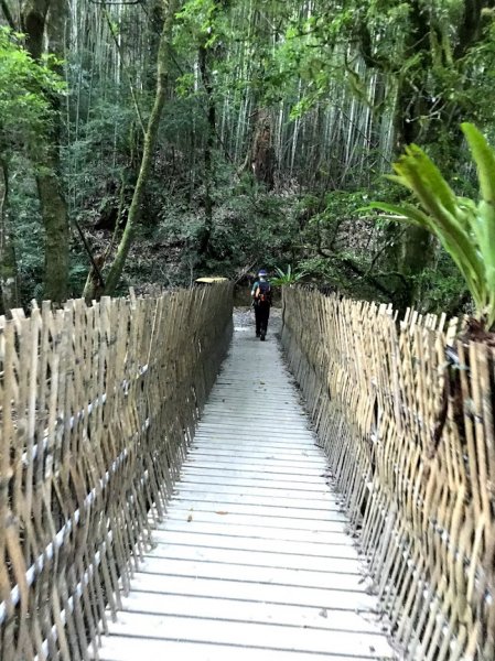 雪白山&司馬庫斯神木201908031965038