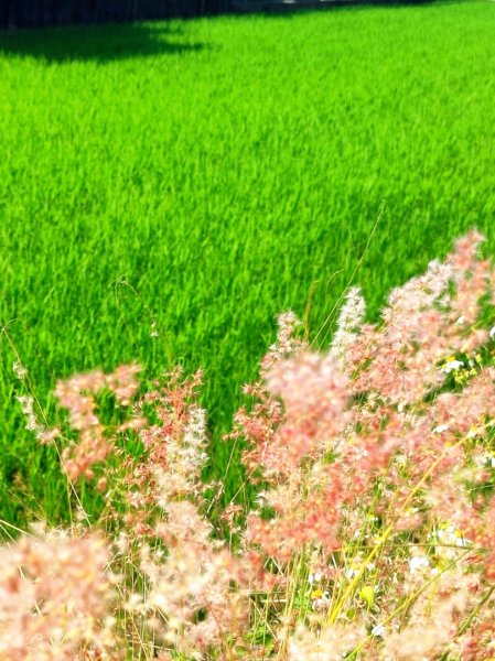造橋車站-口山古道-鹿廚坑步道3039835